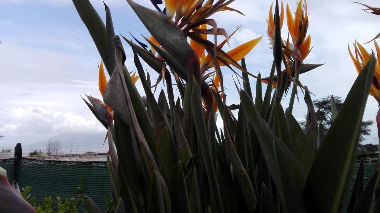 Monocamera Con Terrazzogiardino -Studette -Zona Panoramica Posillipo 那不勒斯 外观 照片